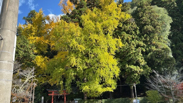 ✨🍂 黄金色に包まれるひととき 🍂✨