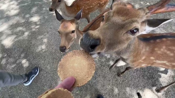 奈良公園~まずは鹿さん