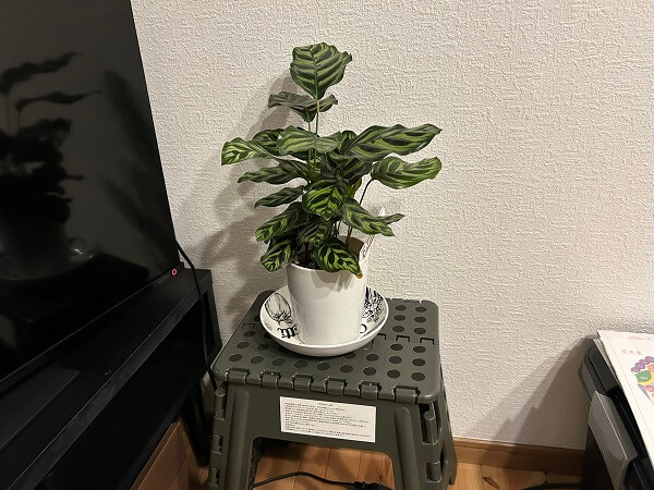 観葉植物も可愛いです♪