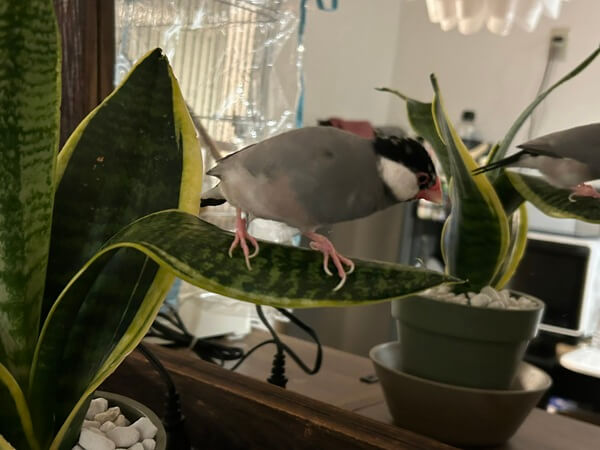 最近のお気に♪