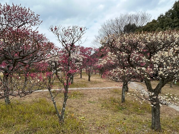 春はすぐそこに…