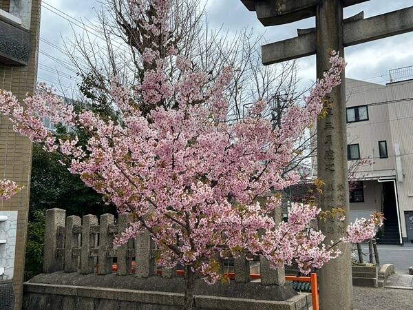 六尊王神社の河津桜と‥