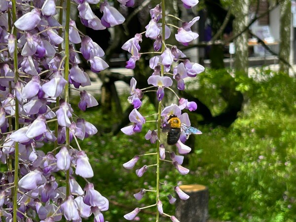 今は～やっぱ藤でしょう♪