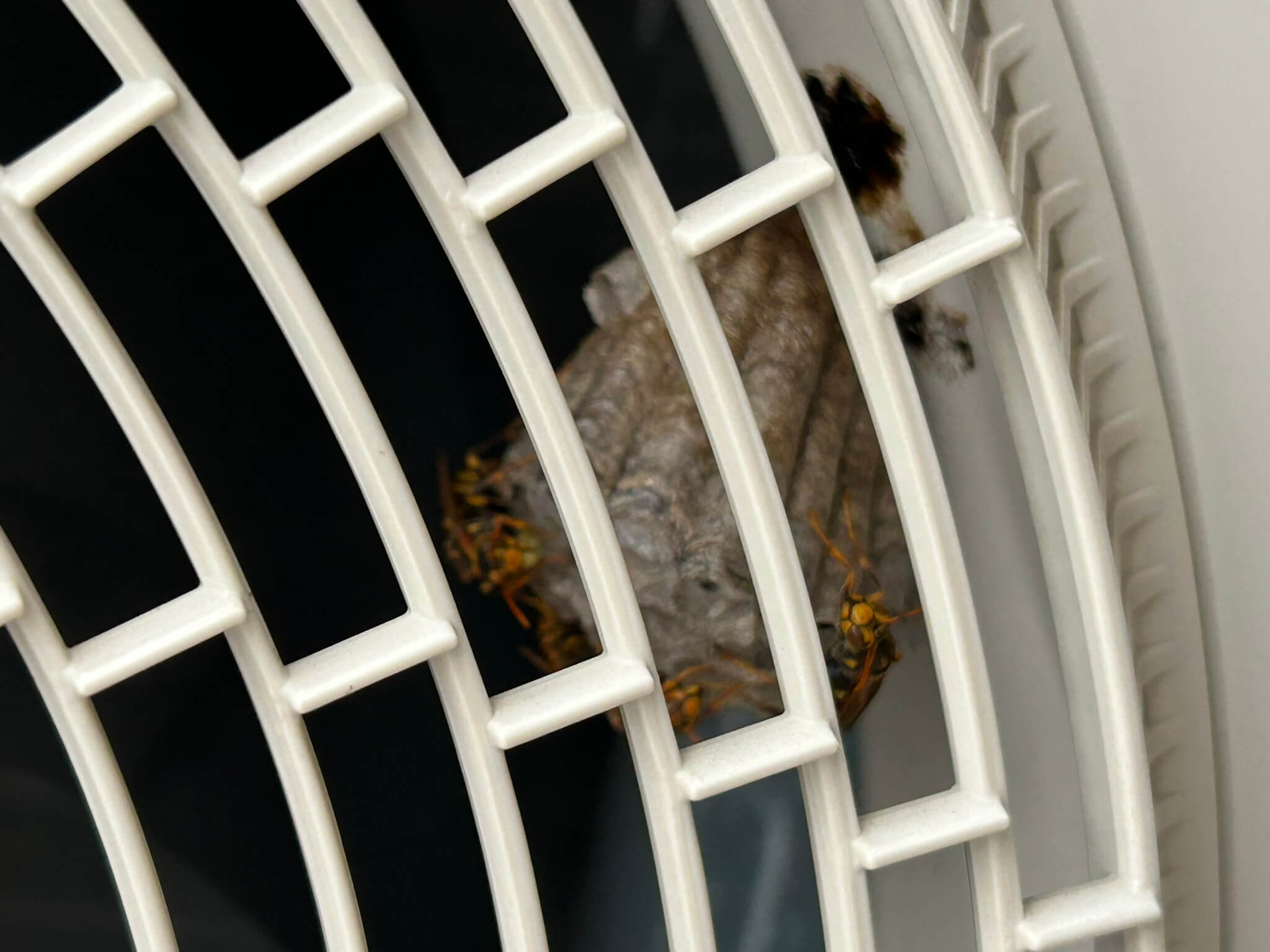 🐝 この夏、ベランダに新しい住人がやってきました。