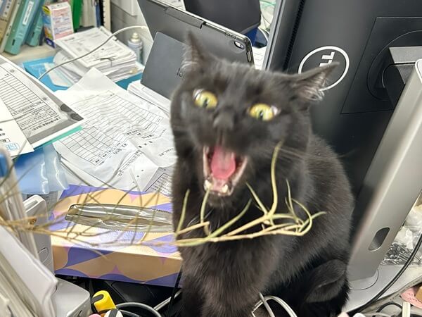 🎋笹の葉さらさらニャッ♪ =^_^=