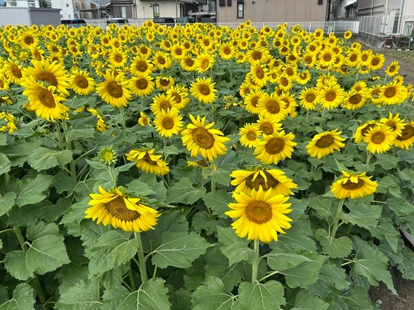輝く生命力🌻