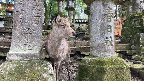 奈良公園～鹿かわゆす